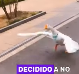 A1402002 The Goose Who Wouldn’t Abandon His Mates (Parte 2)