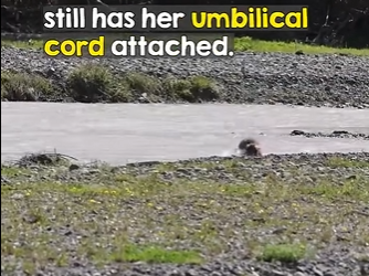 Bisons are INCREDIBLY brave (Part 2)