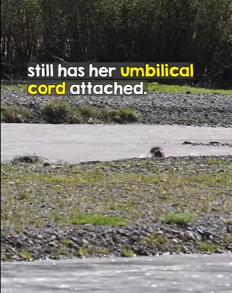 Bisons are INCREDIBLY brave (Part 2)