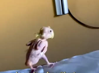 I1302003 Bless little creature (Part 2)