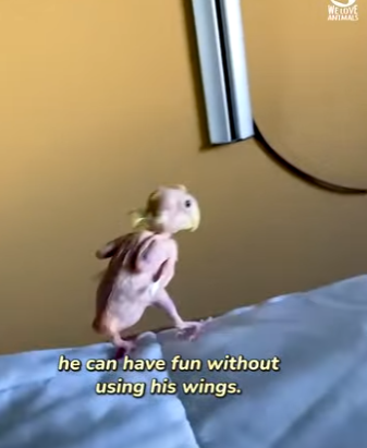 I1302003 Bless little creature (Part 2)