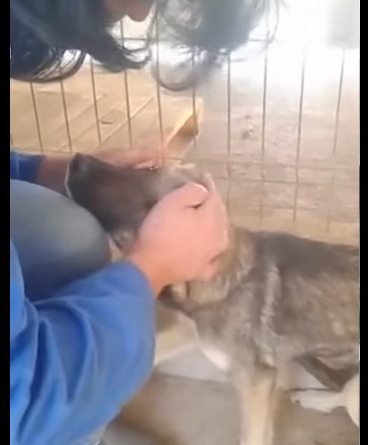 I1302005 Watch puppy learn to trust (Part 2)