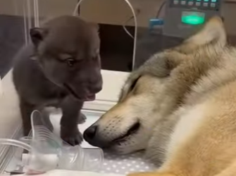 F1302001 wolf got caught in hunting trap (Part 2)