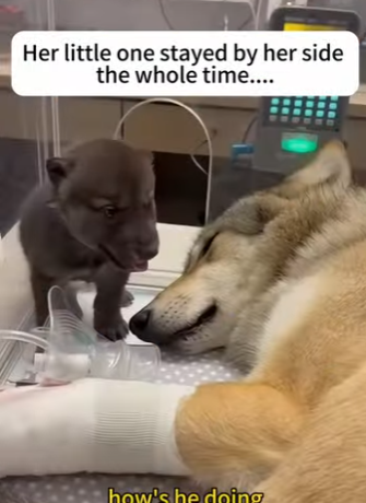 F1302001 wolf got caught in hunting trap (Part 2)