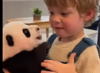 F1302003 saved panda (Part 2)