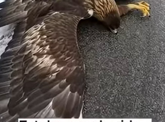 V1302004 Cuando la tecnología encuentra la tragedia natural (Parte 2)