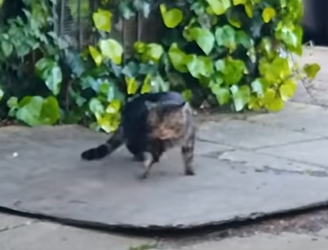 I1302006 They fed him years but when he came back wounded everything changed (Part 2)