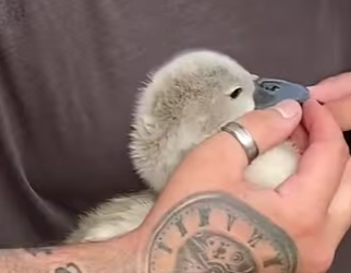 I1302007 When little swan swims back to her family so so fast (Part 2)