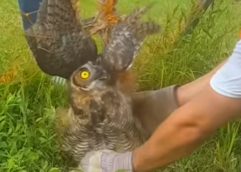 I1302011 Beautiful eyes (Part 2)