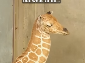 I1502002 Adorable (Part 2)