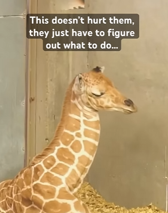 I1502002 Adorable (Part 2)