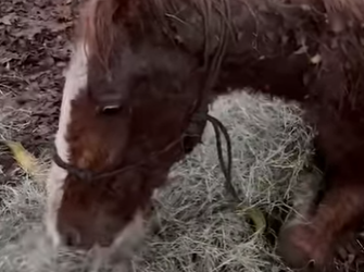 I1502005 Watch Dasher become beautiful horse he was always meant to be (Part 2)