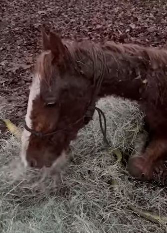 I1502005 Watch Dasher become beautiful horse he was always meant to be (Part 2)