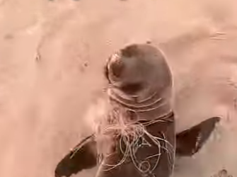 I1502004 Every animal deserves compassion kindness (Part 2)