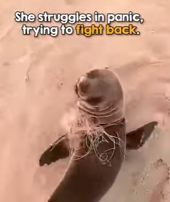 I1502004 Every animal deserves compassion kindness (Part 2)