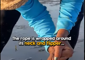 I1502001 Turtle Trapped in Rope Gets Help Just in Time (Part 2)