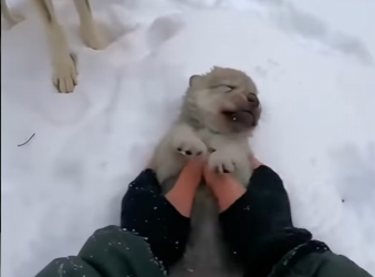 F1302008 wolf hopped onto my car! (Part 2)