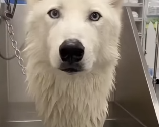 F1302011 Save wolf under ice (Part 2)