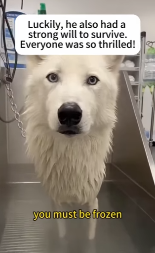 F1302011 Save wolf under ice (Part 2)