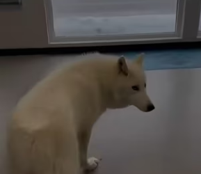 F1302010 wolf jumped car in front