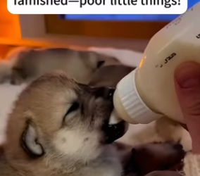 F1302017 Mother Wolf came to my door two cubs