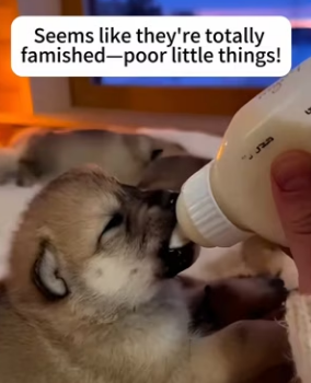 F1302017 Mother Wolf came to my door two cubs