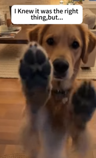 F1302016 They healed my dog heart (Part 2)