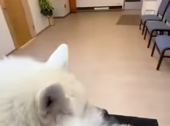 F1302013 wolf stole my bag for (Part 2)