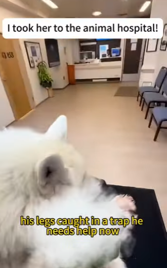 F1302013 wolf stole my bag for (Part 2)