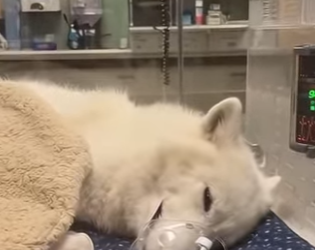 F1302018 mother wolf fell into water (Part 2)