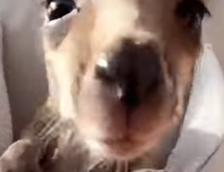 F1302014 kangaroo gave me her children (Part 2)