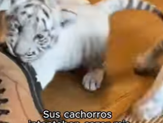 V1302012 ¡Suscríbete! (Parte 2)