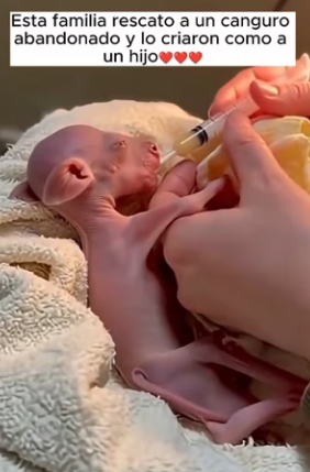 V1302011 animales rescates (Parte 2)