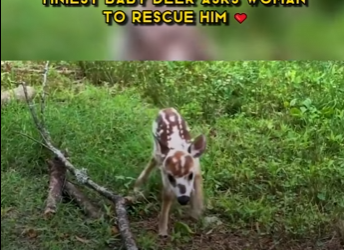 C1302007 Tiniest Baby Deer Asks Woman To Rescue Him (Part 2)