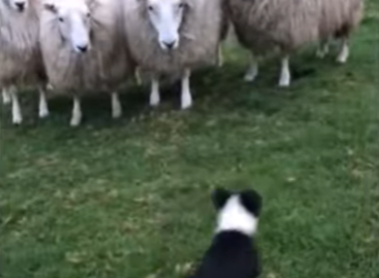 C1302012 Day in life of working sheepdog (Part 2)