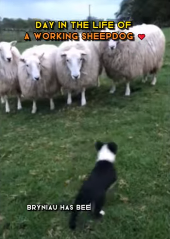 C1302012 Day in life of working sheepdog (Part 2)