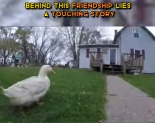 C1302014 dog duck could become friends, Behind friendship li (Part 2)