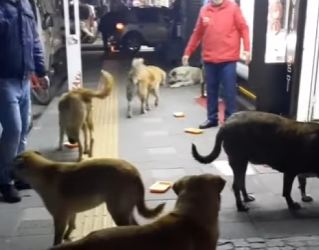 C1302010 Turkish man feeds stray cats dogs in front of his shop every (Part 2)
