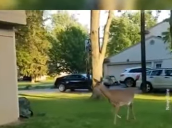 C1302011 Mama Deer Is So Worried About Her Baby (Part 2)