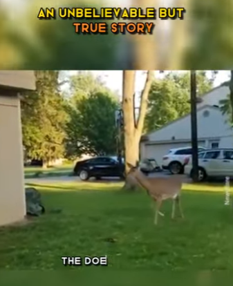 C1302011 Mama Deer Is So Worried About Her Baby (Part 2)