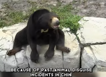 C1302013 peculiar sun bear has stirred quite buzz among public (Part 2)