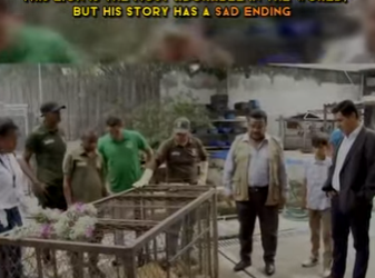 C1302005 lion is most adorable in world, but his story has sad (Part 2)
