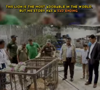 C1302005 lion is most adorable in world, but his story has sad (Part 2)