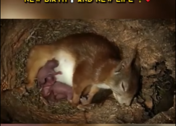 C1302001 Mama Squirrel in Labor Birth Life (Part 2)