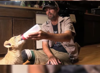 C1302002 lion his unlikely Dachshund! (Part 2)