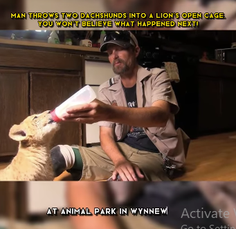 C1302002 lion his unlikely Dachshund! (Part 2)