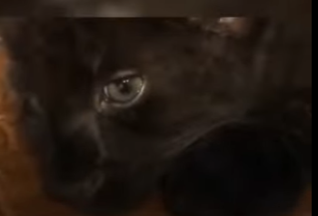 C1302003 Panther Abandoned By Its Mother Grows Up Human Rottweiler (Part 2)