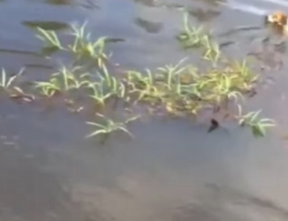 C1302018 dog went swimming in wrong place (Part 2)