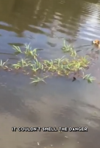 C1302018 dog went swimming in wrong place (Part 2)