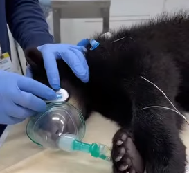 Bear put her child in the centre of the road(Part 2)